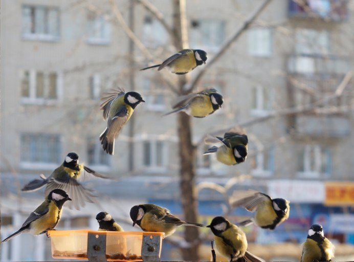 Синицы птицы крупным планом на кормушке