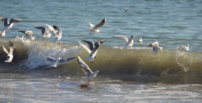 Много птиц в воде