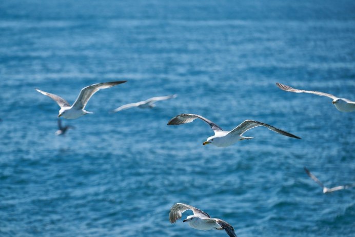 Птицы на берегу Волги