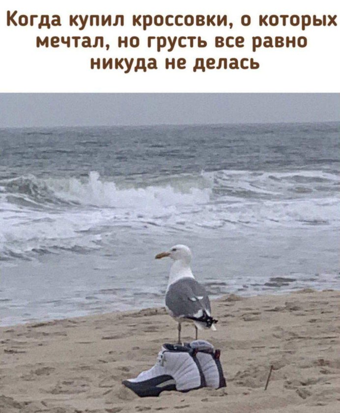 Чайки летают