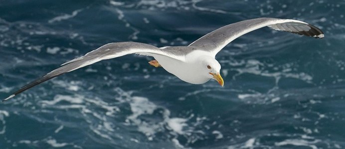 Птица парит над морем