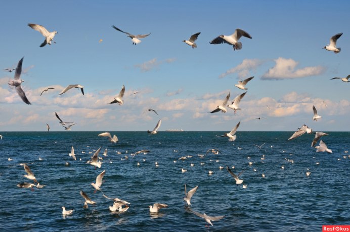 Чайки кружатся