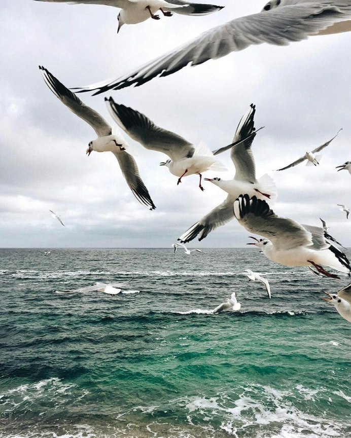 Чайки над кораблем