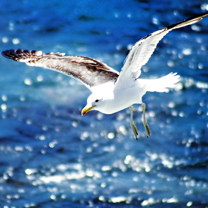 Птицы морских побережий