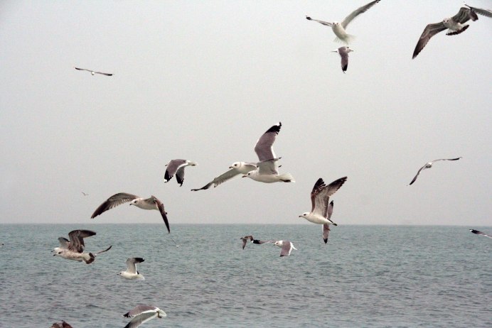 Птицы над океаном