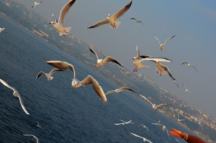 Птицы летают над морем