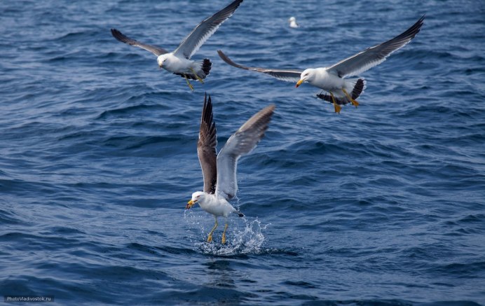 Чайки над водой