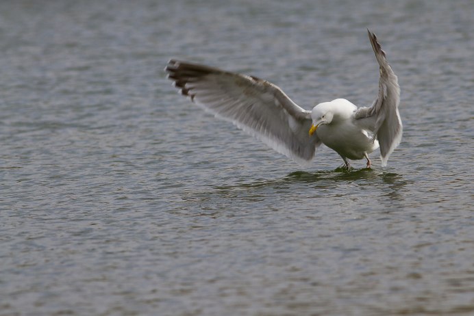 Чайки над морем