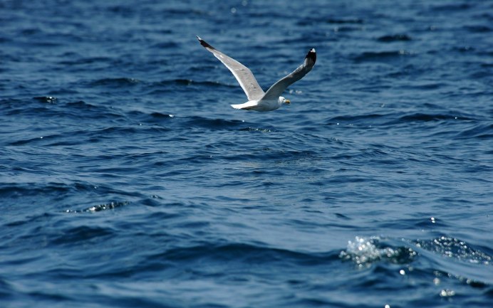 Чайки в полете