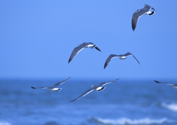 Морская Чайка реф