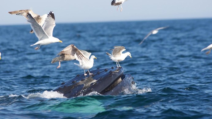 Море с чайками