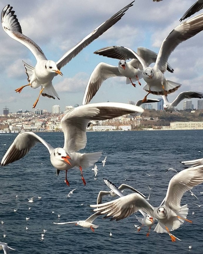 Чайка взлетает