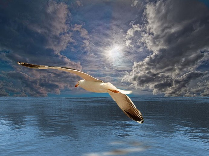 Чайки над водой