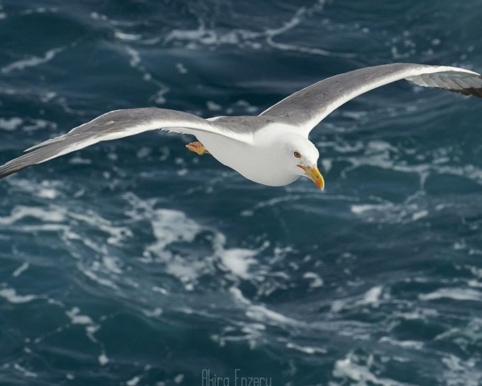 Чайки над морем