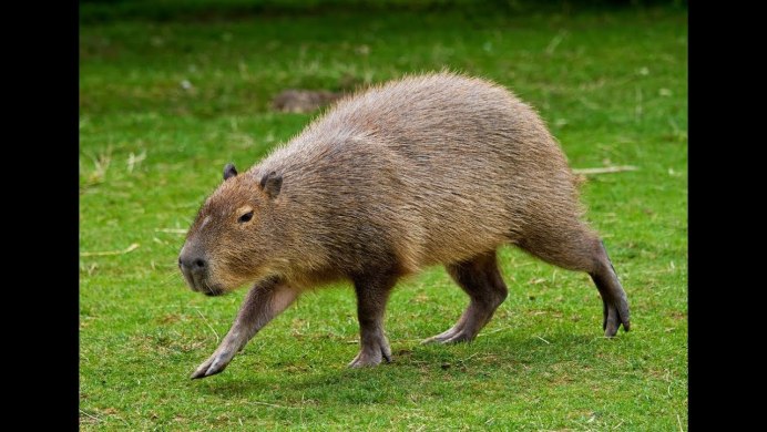 Африканский хохлатый Дикобраз