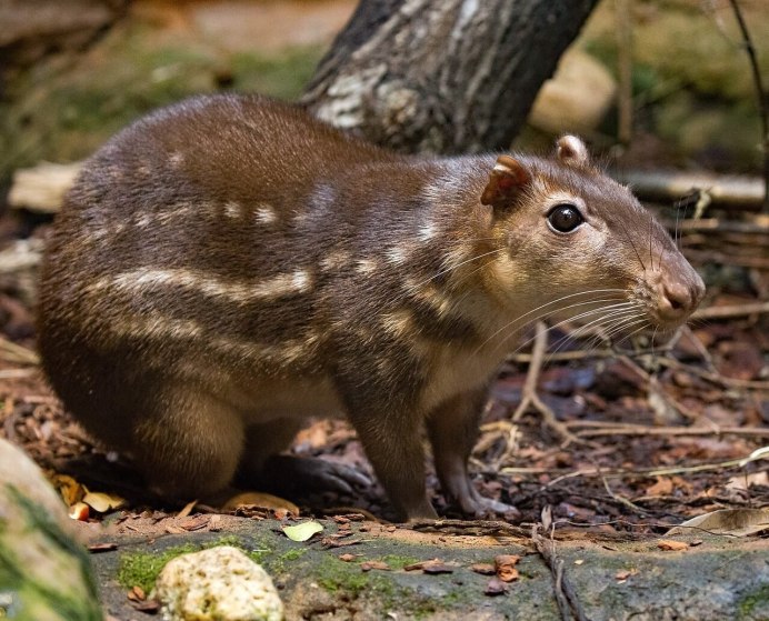 Тасманский боевой бурундук