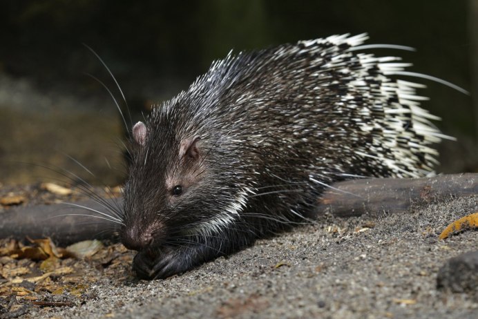 Дикобраз hystrix cristata