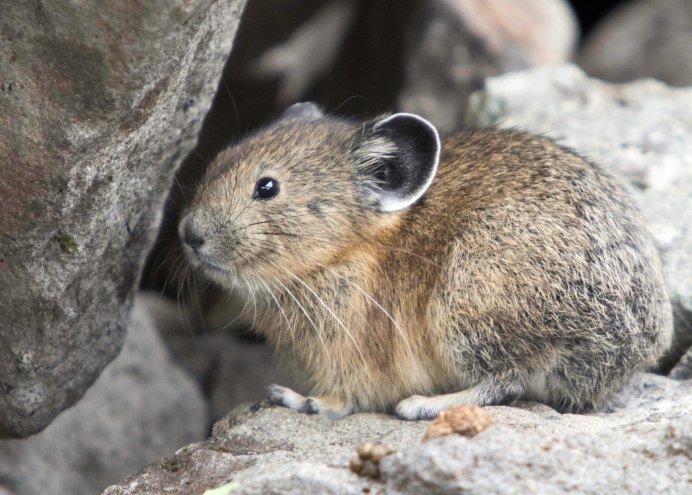 Североамериканский древесный Дикобраз