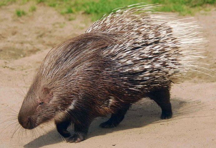 Сумчатый Дикобраз