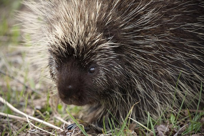 Пимпла-древесный Дикобраз