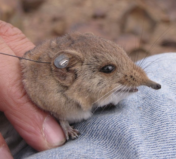 Мексика древесный Дикобраз