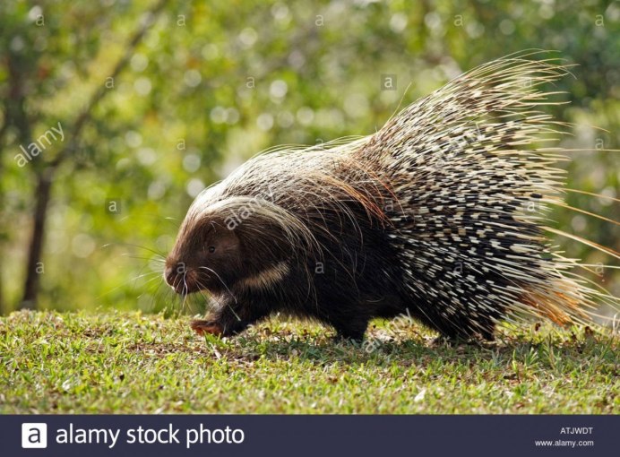 Пантанал капибары