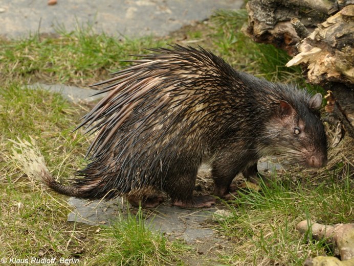 Патагонский горностай