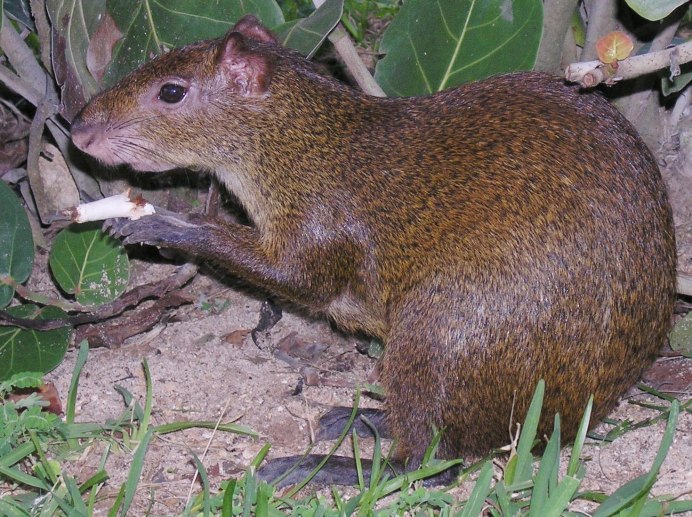 Самый большой грызун капибара