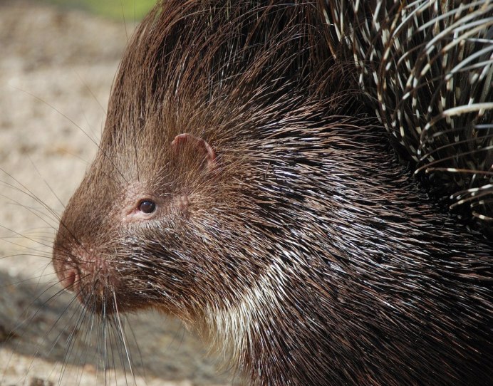 Бесхвостые Грызуны в природе