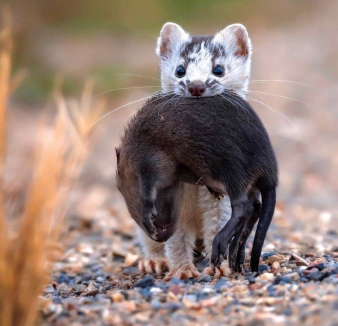 Хохлатый Дикобраз