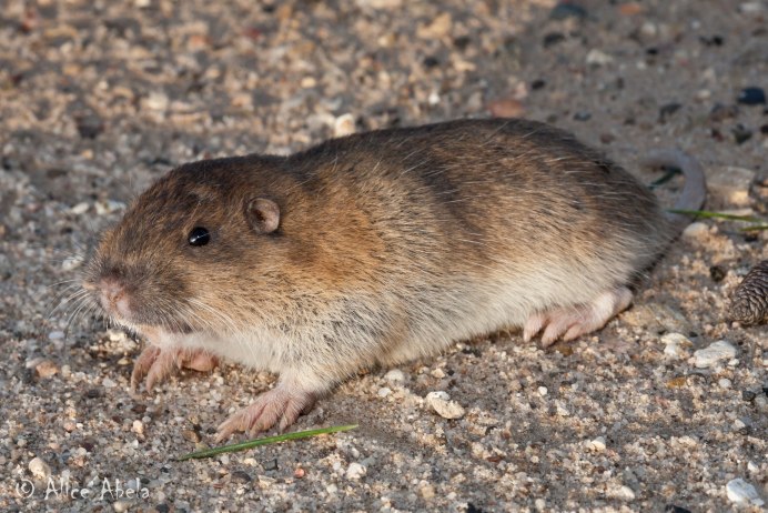 Пимпла-древесный Дикобраз