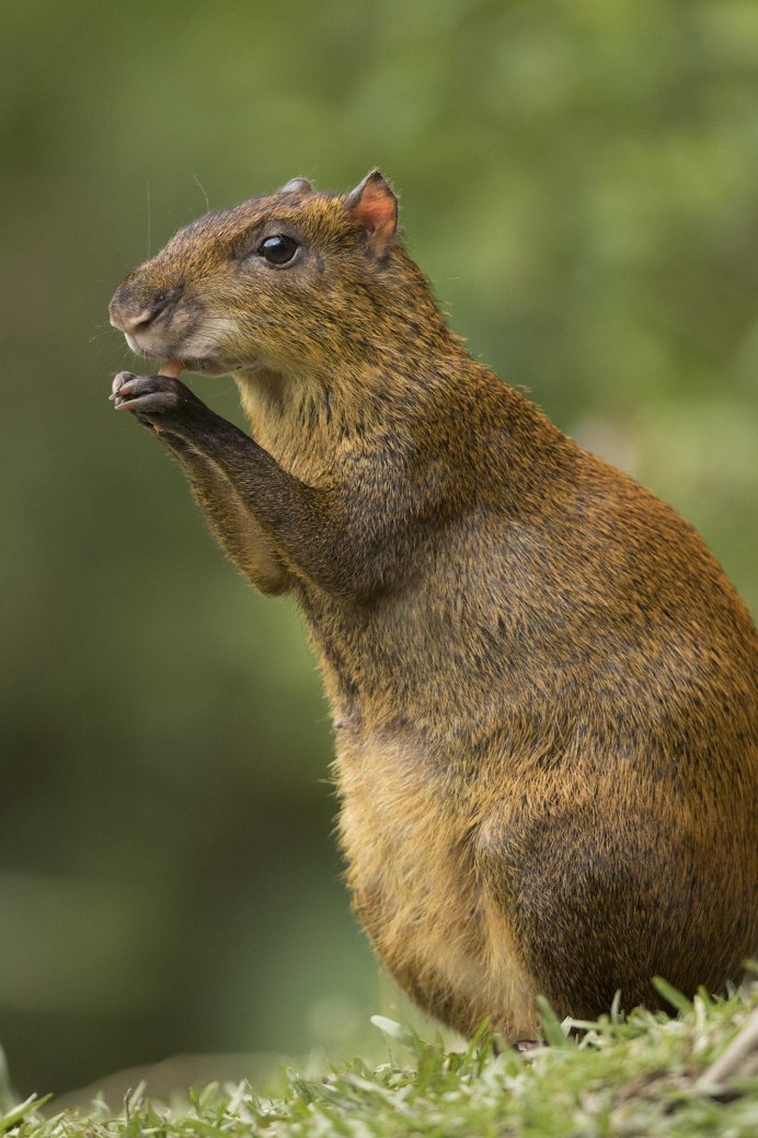 Древесный Дикобраз (иглошерст)