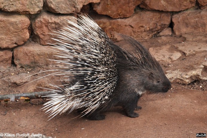 Гребенчатый Дикобраз hystrix cristata