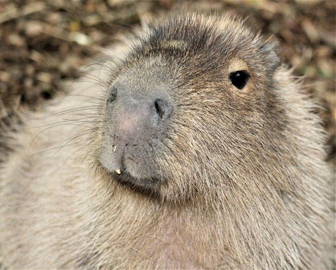 Отряд млекопитающих Грызуны