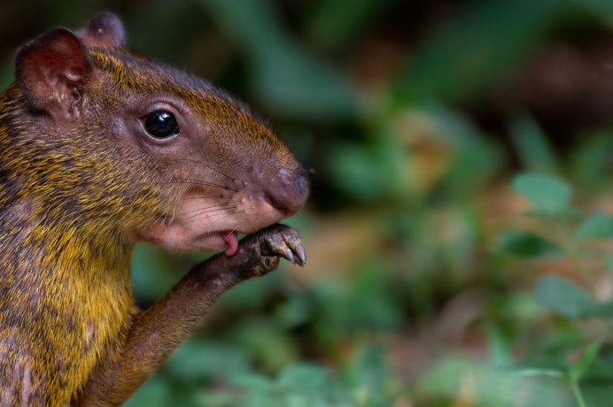 Ландак Дикобраз