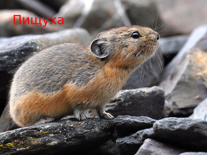 Дикобраз ареал