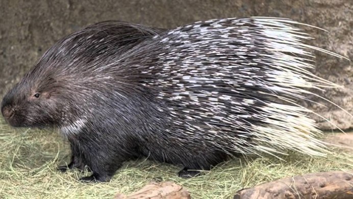 Поркупин Дикобраз