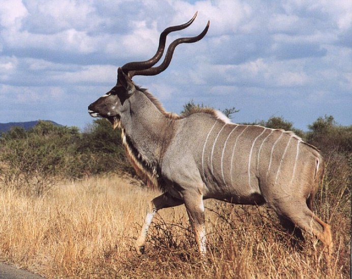 Антилопа Kudu