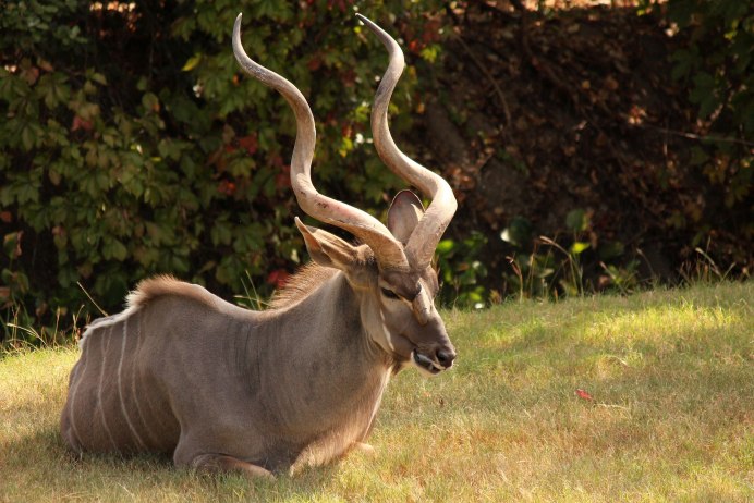 Антилопа Kudu
