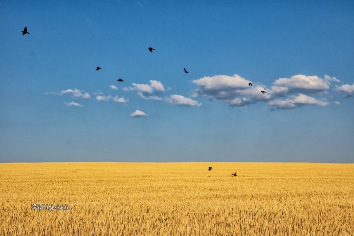 Птицы над полем