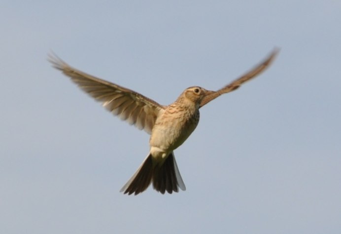 Конек Луговой Anthus pratensis