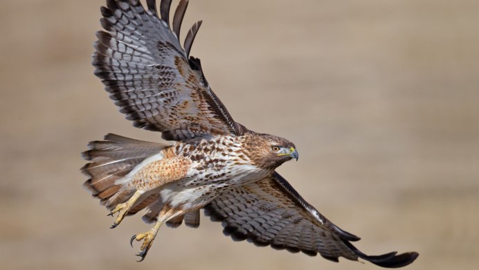 Accipiter nisus перепелятник
