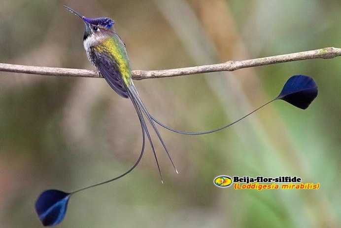 Воробьинообразные трясогузка