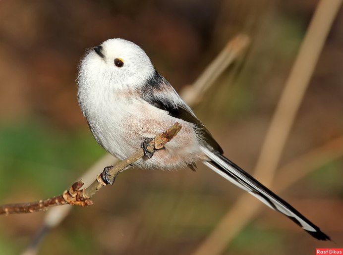 Птичка с длинным хвостиком