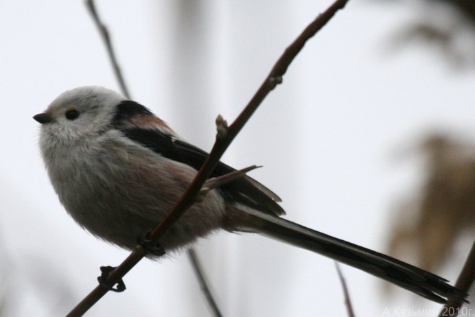 Птичка с длинным хвостиком