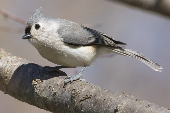 Серенькая маленькая птичка с длинным хвостом