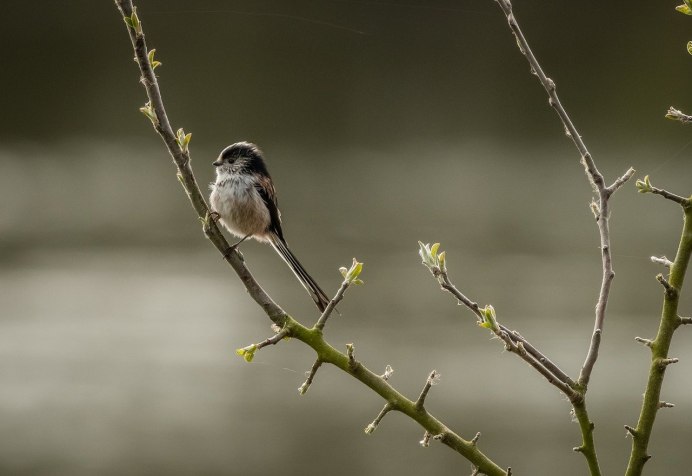 Scissor tailed Flycatcher