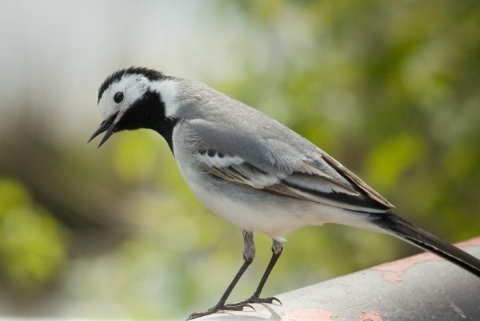 Ракетохвостый Колибри