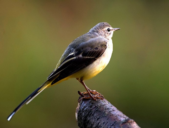 Лазурная мухоловка