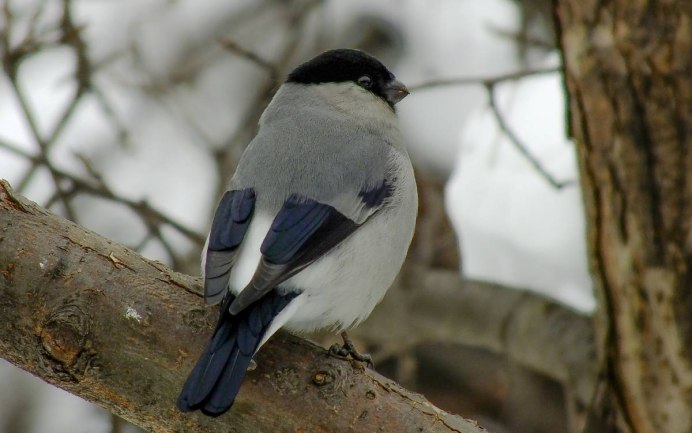 Серый Снегирь Вьюрковые